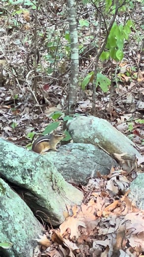 25 Seconds With a Charming Chattering Chipmunk #tranquility #nature #presence