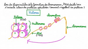 Comprendre le Rôle des Protéines dans la Condensation de l’ADN