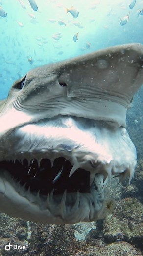 32M views · 319K reactions | Hey Mr Dentist, can you please check if I have a fish stuck in my teeth. . . . . #shark #southwestrocks #teeth #fishrock #scuba #ocean #nature #gopro #shark #greynurse #australia #visitnsw #padi #scubadiving #underwaterphotography #dive #scubadiver #underwaterworld #scubadive #sea #travel #marinelife | South West Rocks Dive Centre | Facebook