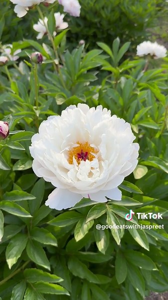 The breathtaking peony garden is in Bloom!! 🌸🩷 Located in Ann Arbor’s University of Michigan Nichols Arboretum. Free to the public! you can experience the beauty of nearly 800 world class peonies and over 10,000 flowers at peak bloom! This weekend is a great time to visit as 75% of the flowers are in bloom! Nichols Arboretum will post updates on the blooms for the next few weeks depending on the weather. Parking can be difficult during busy times so plan to walk a bit. There is street parking