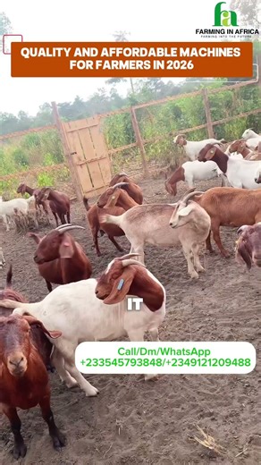How To Get The Best Farm Implements To Scale Up Your Livestock Farm! #semanhyiafarms