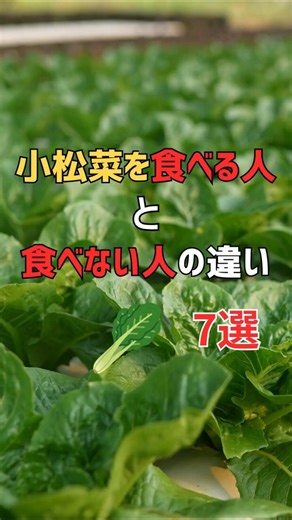 小松菜を食べる人と食べない人の違い7選 フクちゃん【頑張らない健康雑学】