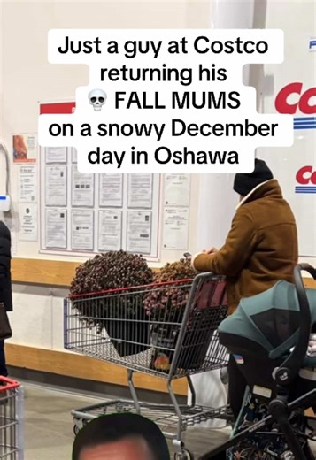 Here’s a guy who understands “Costco’s Return Policy”. My friend saw this man march into Costco Oshawa with two crispy, fully-deceased fall mums like he was presenting evidence in a court case. “They didn’t… thrive.” The mums were so gone they basically dusted when he set them down. THE POWER. THE AUDACITY. THE LEGEND 😭👏 #fyp #costco #toronto #oshawa #moms