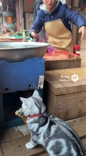 "The slickest getaway I've ever seen. 10/10 execution." #catlife