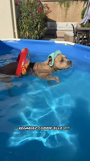 12K views · 727 reactions | Chien mignon on Reels | Facebook