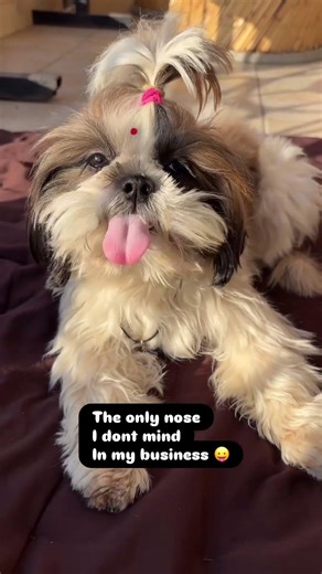 ❤️✨ #viral #cute #trending #shorts #funny #dog #shihtzu #cute
