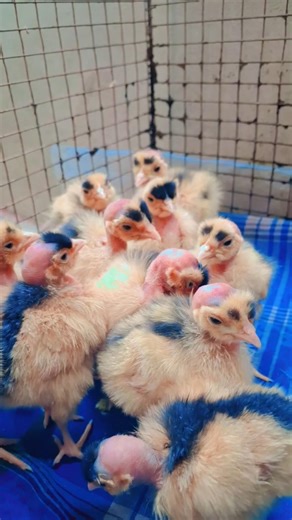 funny chicken song 🐓🐓 chicken music #shorts #chickensong