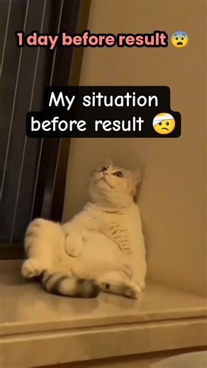 my situation before and after result 🥹🥲 #cat #catvideos #pets #relatable #funny #fyp