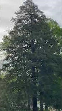 Video: Gypsy moth aerial treatments in Romeo, Michigan