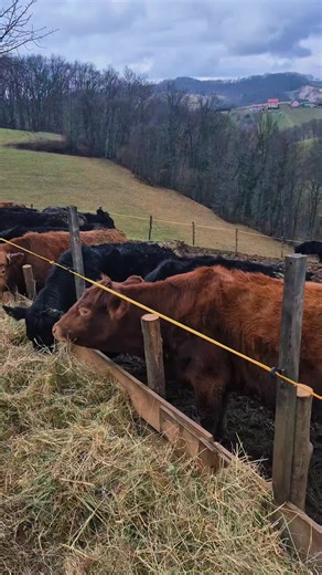 Discover the Strength of Black and Red Angus Cattle