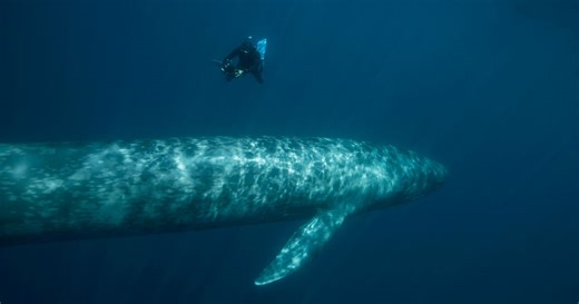 Predak kita star 30 miliona godina otkriva tajnu evolucije bio-sonara