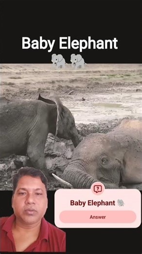 Rescue Team Saved Baby Elephant & Mother,🐘❤️