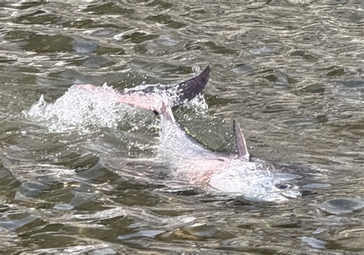 【独自・動画】ギョッとびっくり！臼杵市の川にマグロ　専門家「何かしらの原因で迷い込んだか…」 - 大分のニュースなら 大分合同新聞プレミアムオンライン Gate