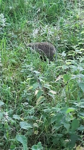 wild hedgehog