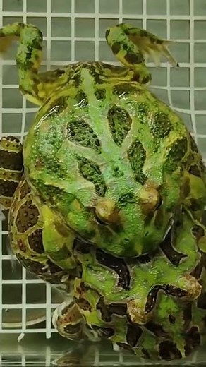 pacman frog spawning