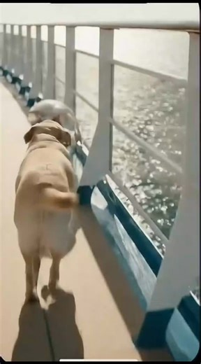 🔺️Ҝłϻบ૨ค🔻 on Instagram: "No problem! Here’s the information about the Pound-Rebka Experiment and Gravitational Redshift 🌌📡 🔹 What Was the Pound-Rebka Experiment? • Conducted in 1959 by Robert Pound and Glen Rebka, this experiment provided direct evidence of gravitational redshift, a prediction of Einstein’s general relativity. 🌍📊 🔹 Key Setup • A gamma-ray source was placed at the top of a 22.5-meter tower at Harvard University, while a detector was placed at the bottom. 📡⬇️ • As gamma r