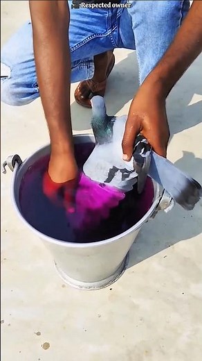 Don’t Be Fooled! What Really Happened When He Dipped the Pigeon 😱