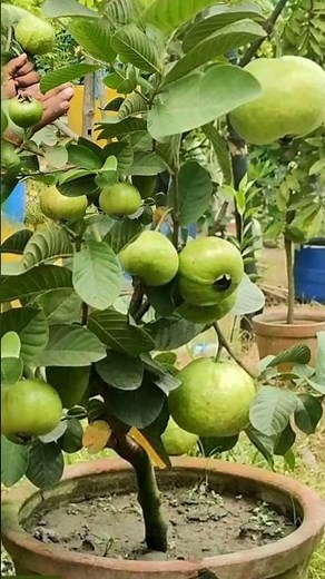 best guava varieties from my garden