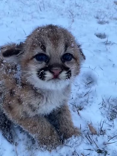 This family rescued a baby puma from the cold snow and gave it a warm home #animalrescue #animals #animalshorts