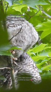 11K views · 2.1K reactions | Mother and Barred, baby Owl have the most magical tender bond #savebarredowls #heartsofcanada #canadianwildlifephotographer #conservethewonder #barredowlet #barredowls | Thee Owl Queen | Facebook