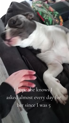 A Heartfelt Journey to Getting My Dream Dog