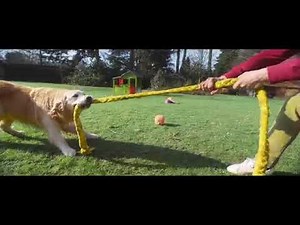 Pedigree DentaSTIX – Dogs have hands