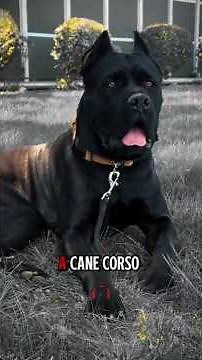How Much a Cane Corso REALLY Costs 💸 | 5 Things You Must Know! #canecorso #canecorsodog #shorts