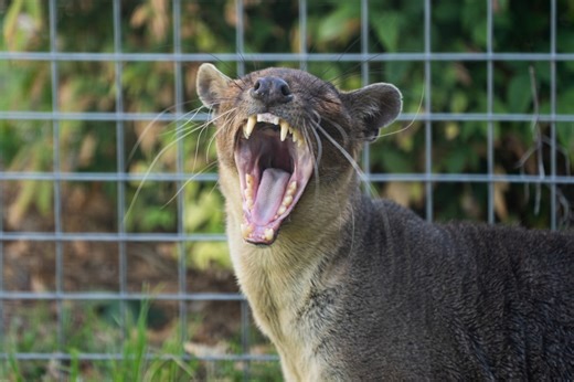 Meet Hazo: Abilene Zoo welcomes new fossa for breeding