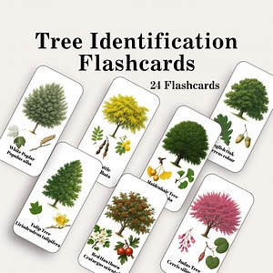 Tree Identification Cards: 24 Tree Flashcards, Plant ID, English & Latin Names (digital Download) - Etsy UK