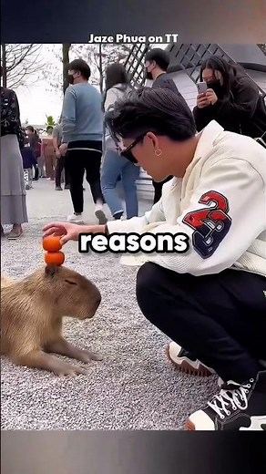 Why Are Capybaras Friends with Their Predators? 😳