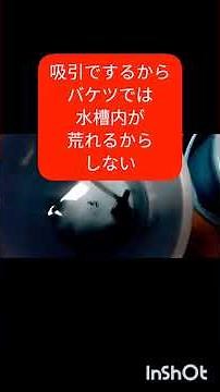 水槽金魚投入から17日後バクテリアの問題も無く 大きな水槽に変更後 換水方法 2025年6月30日