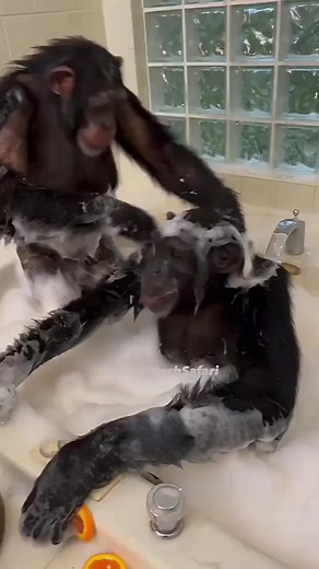 Let’s bath together. #wildlife #wildlifephotography #animallover #animalsanctuary #nature #naturephotographybeautiful #pageforyou #viral #LikeFollowShare | Animal’s