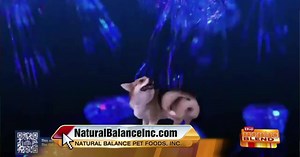 A Commercial For The Dogs