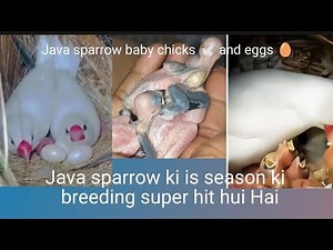 Java sparrow breeding progress baby chicks 🕊️ and eggs🥚 Java film ke Ande aur bachche pets vlog 💕