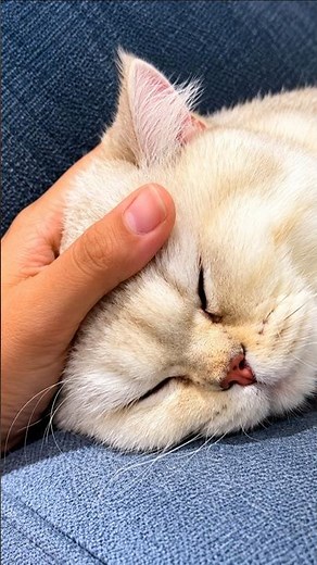 Cat Purring While Sleeping 🐱❤️ | Relaxing Cat Sounds & Gentle Head Petting