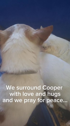 Cooper is sick love and cuddles from the pack sad chihuahua video #sad #chihuahua #love #dog #cuddles | Philip Chihuahua