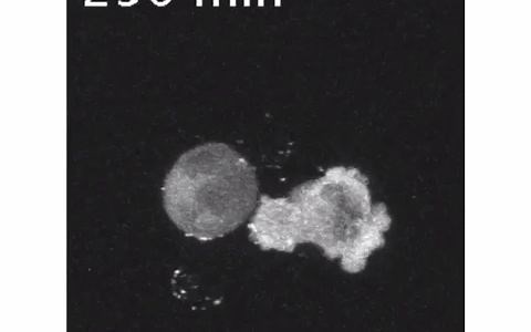 HIV 病毒通过 Jurkat 细胞感染T细胞现场