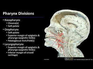 Larynx and Pharynx - Pharynx