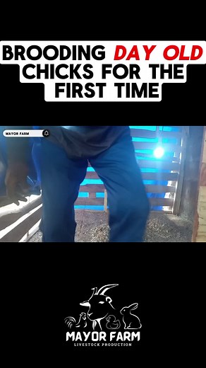 Brooding Day Old Chicks For the First Time #broiler #poultry #fyp #poultryfarming #dayoldchicks