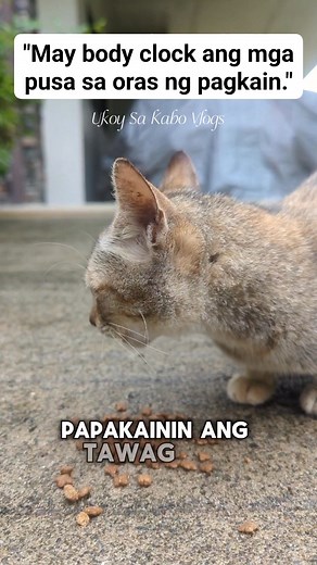 Ang tawag dito ay "Habitual learning o Routine-based behavior," at ito ay nagpapakita kung gaano katalino ang mga pusa sa pag-obserba at pag-alala ng mga pattern. Kapag pinapakain mo sila sa parehong oras at sa parehong lugar araw-araw, unti-unti nilang nai-uugnay ang oras, tunog, galaw mo, at lokasyon sa pagdating ng pagkain. Napakalakas ng associative memory ng mga pusa, lalo na kung pagkain ang usapan, kaya madali para sa kanila na gumawa ng mental routine na nagsasabi kung kailan at saan sil