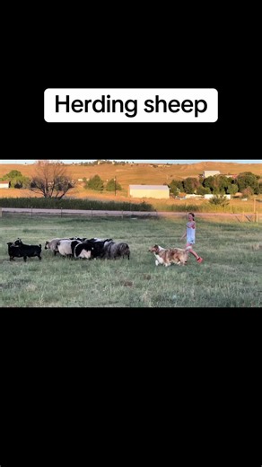 We have had a busy year and have not posyed in awhile. Here is my daughter working her beloved juniors dog- rough collie (Halo), on our icelandic sheep. #akcjuniorhandler #collies #AKC #collieclubofamerica #roughcollie #sheep #icelandicsheep