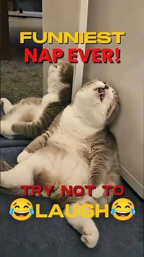 Funny Cat Nap Moments — YOU WON’T BELIEVE THE LAST ONE! 🐱😂 #cat #funnyanimals #shorts