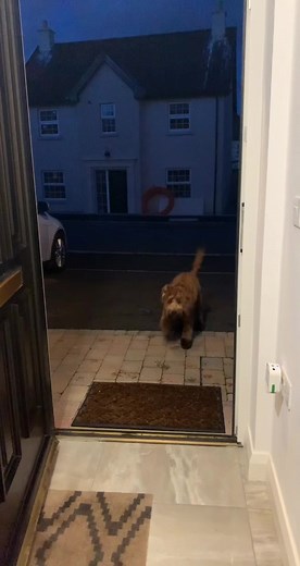 Testing Mums Patience #fyp #notagoodboy #cockapoo #floofster #puppyticktok #apricot #enniskillen #fermanagh #ireland