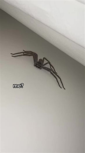 Adorable Huntsman Spider in Australia