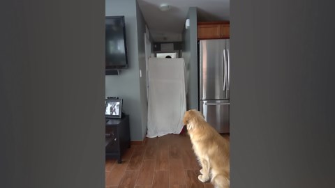 Dog Reacts to Owner’s Fluff Challenge