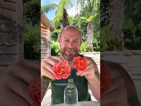 personal growing review of Rose ‘ summer song’ -(Austango) from David Austin roses #gardenerben