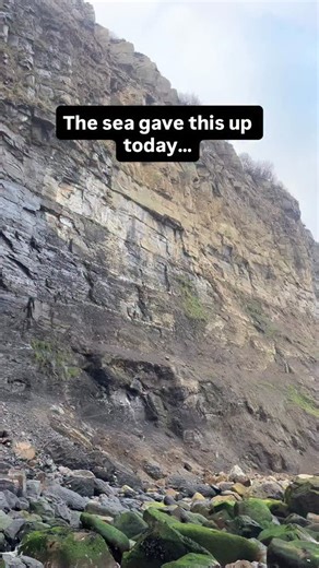 Facing the big waves today 🌊 and I was rewarded with this cute Pseudolioceras boulbiense ammonite. Should prep out really well — excited to see it finished. 🎁 BuyAFossil Boxing Day: 15% off your entire order, automatically applied at checkout. @buyafossil or click the link in my profile to buy genuine Yorkshire fossils 🦴 #fossilhunting #ammonite #fossilfind #jurassic #coastalfossils beachfinds fossilcollector | Forgotten Fossils