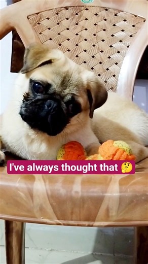 Pug Timmu 🐕 thinks u r🤔🤫#shorts#pug#petlover#dogs#cute#viralshorts#funny#adorable#pugshorts#pets