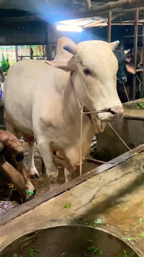 Very beautiful Hasha bull of 2025.