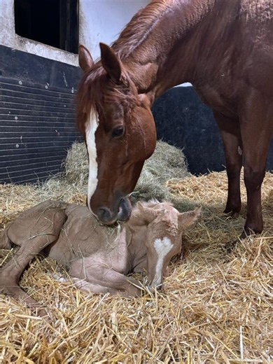 🐎Meet Connie and her foal, Pearl – our #FeelGoodFriday story Our RVC Equine Practice team artificially inseminated Connie using chilled semen from our client’s chosen stallion in April 2024. She fell pregnant first time. We monitored her during her pregnancy and Pearl was born at the end of March. Our ambulatory vets addressed Connies’ retained placenta and conducted a post-birth mare and foal check. 🗨️Owners Jan and Ashleigh commented : We are so pleased to have our precious baby ‘Pearl’ here
